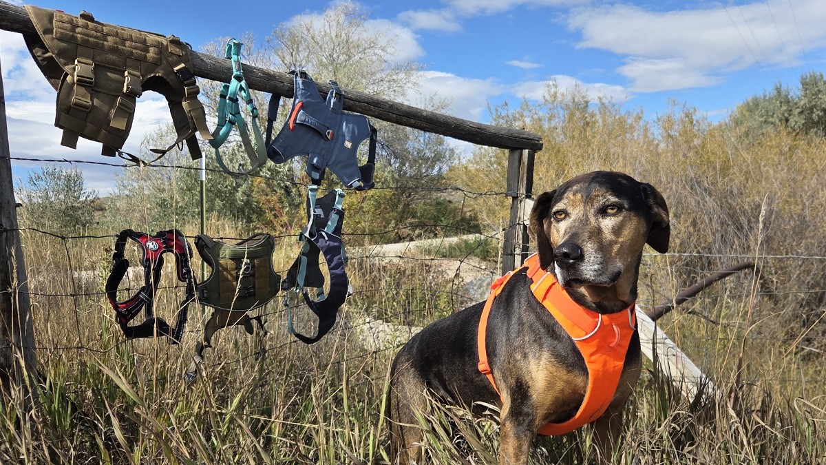 Experienced Dog Harness Supplier for Global Markets